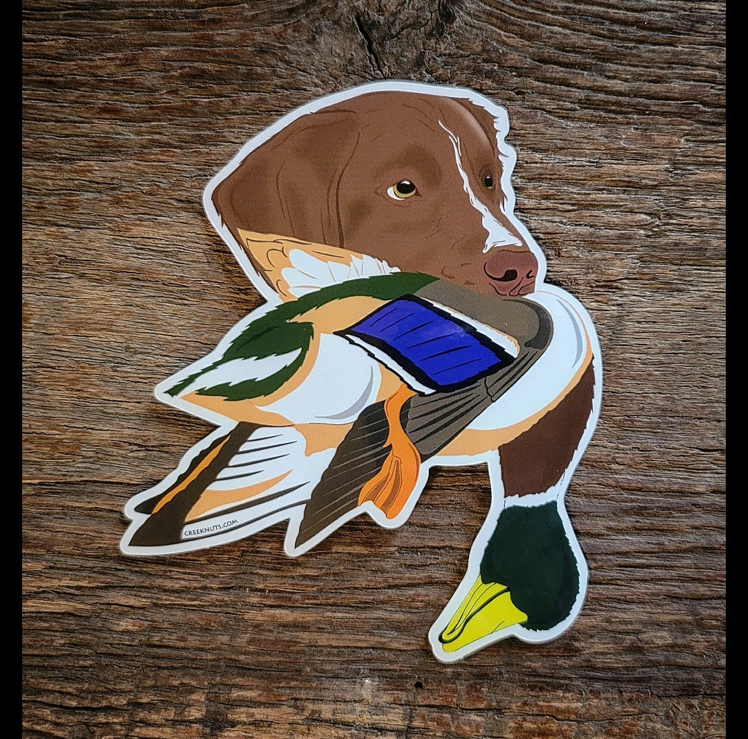 Duck Tolling Retriever with Mallard Duck Sticker