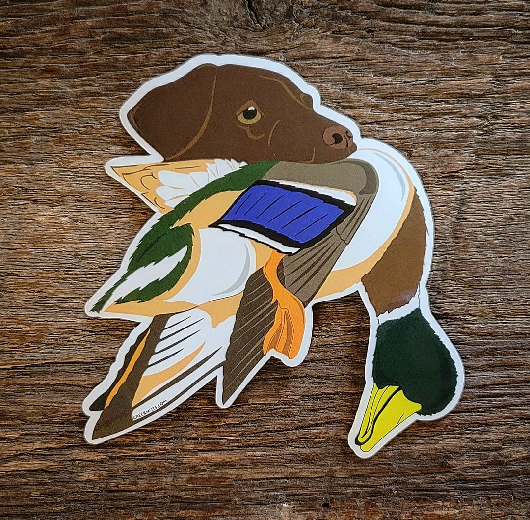 Chocolate Labrador Retriever with Mallard Duck Sticker