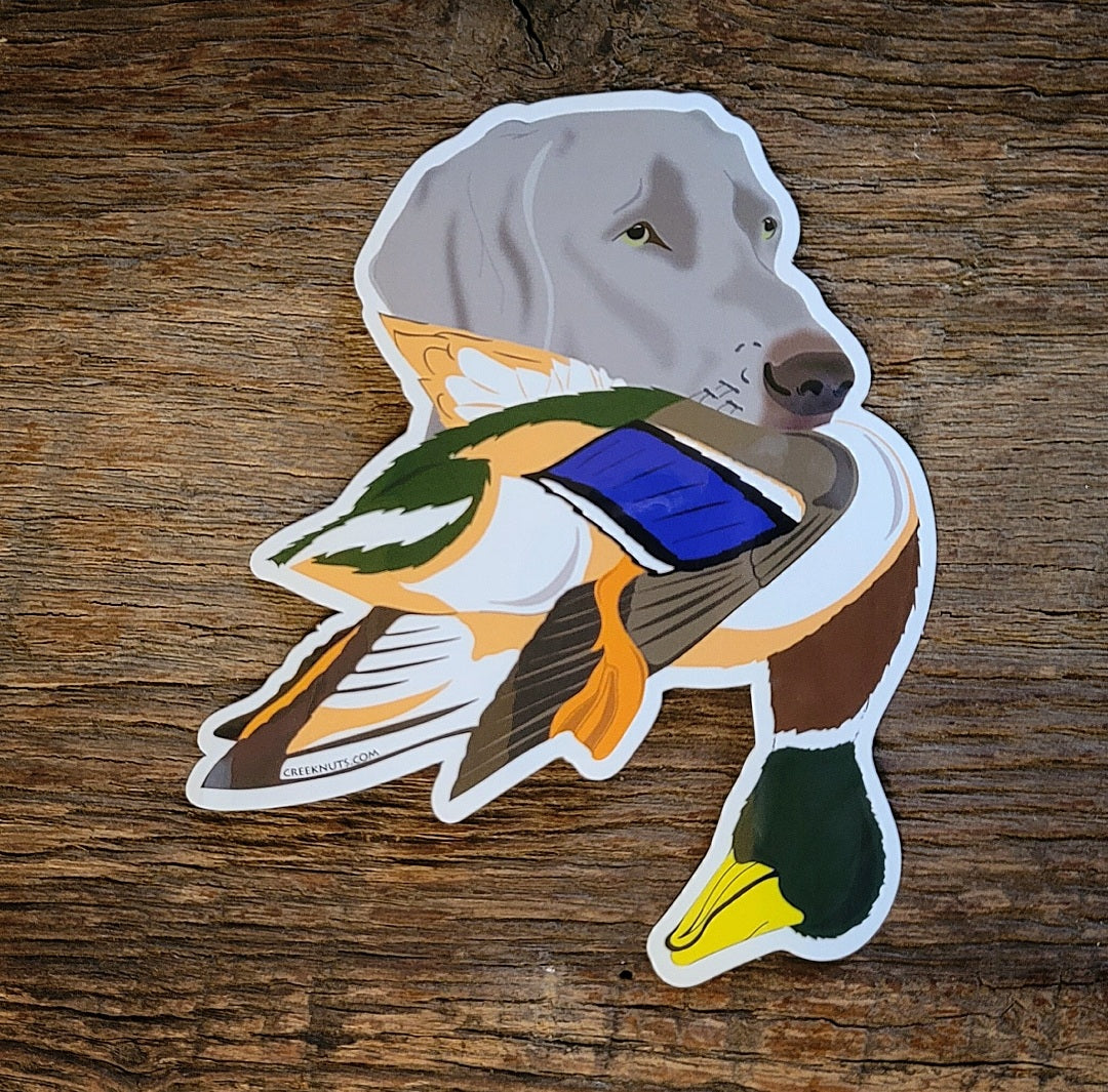 Weimaraner with Mallard Duck Sticker