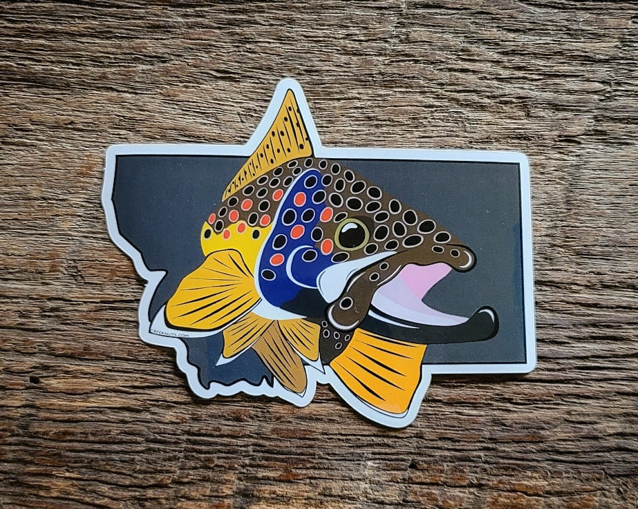 Brown Trout on Montana Stickder