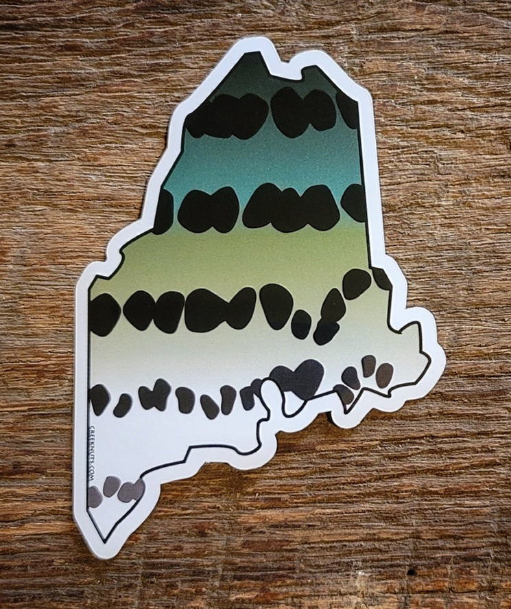Maine Striper Sticker