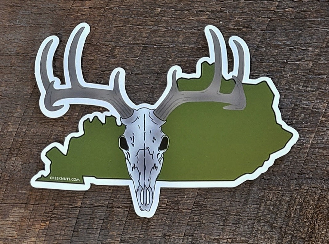 Kentucky Whitetail Buck Euro Mount