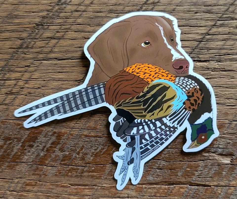 Duck Tolling Retriever with Pheasant Sticker
