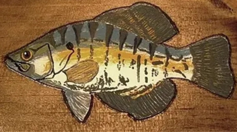 Flash Fish