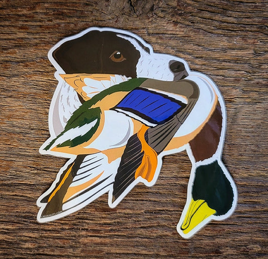 German Shorthaired Pointer with Mallard Duck Sticker