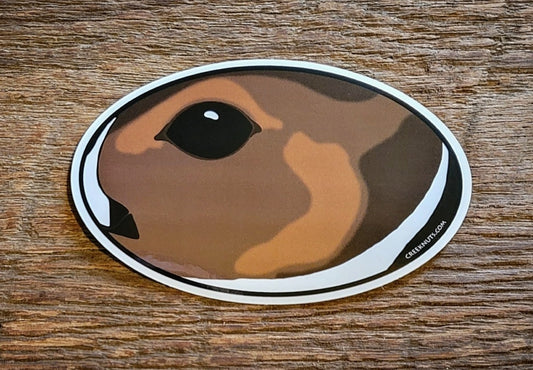 Northern Pintail Duck Sticker