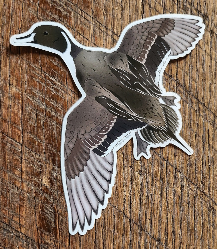 Flying Northern Pintail Duck